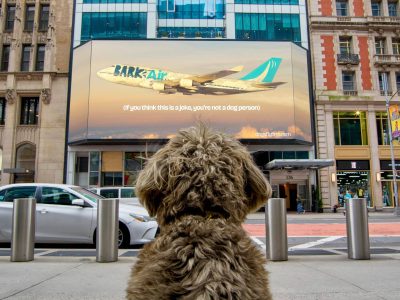 Bark Air - Hãng hàng không cao cấp dành riêng cho chó